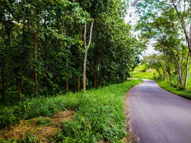 Issız bir ormanın kenarında bir otoyol..