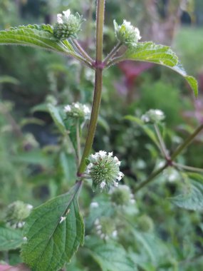 Mor ve sarı süs bitkisi yaprakları bahçede toplanmış..