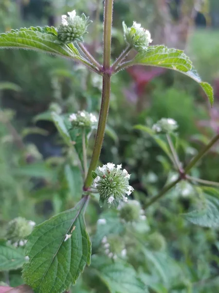 Mor ve sarı süs bitkisi yaprakları bahçede toplanmış..