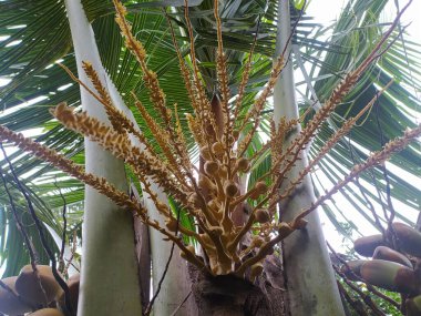 Hindistan cevizi çiçekleri ağaçta çiçek açmış..