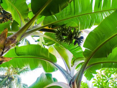 Hâlâ yeşil ve olgunlaşmamış bir ağaçta muz demetleri.