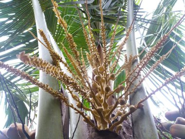 Bahçede çiçek açan hindistan cevizi ağacı.