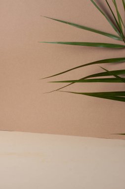Kahverengi ve bej palmiye yapraklı tropik bir arka plan. Kapat, boşluğu kopyala