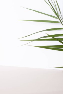 Beyaz ve gri palmiye yapraklı tropik bir arka plan. Kapat, boşluğu kopyala
