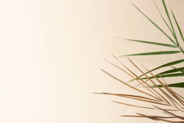 Pastel bej üzerinde palmiye yaprağı olan tropik bir arka plan. Kapat, boşluğu kopyala