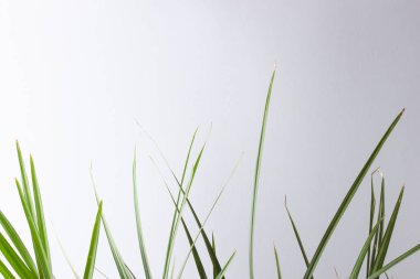 Palmiye yaprağıyla tropik arkaplan kapat, boşluğu kopyala