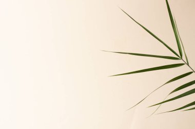 Pastel bej üzerinde palmiye yaprağı olan tropik bir arka plan. Kapat, boşluğu kopyala