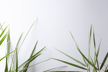 Beyaz üzerinde palmiye yaprağı olan tropik bir arka plan. Kapat, boşluğu kopyala