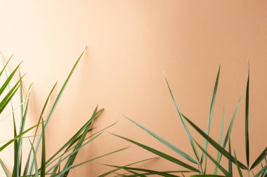Pastel bej üzerinde palmiye yaprağı olan tropik bir arka plan. Kapat, boşluğu kopyala
