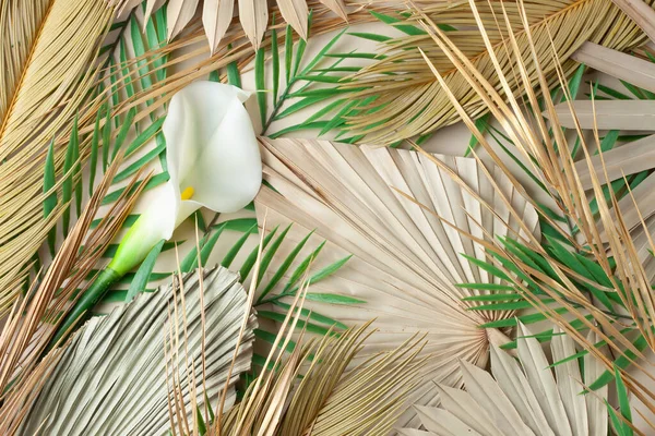 Tropical Natural Background Palm Leaf Flower — Stock Photo, Image