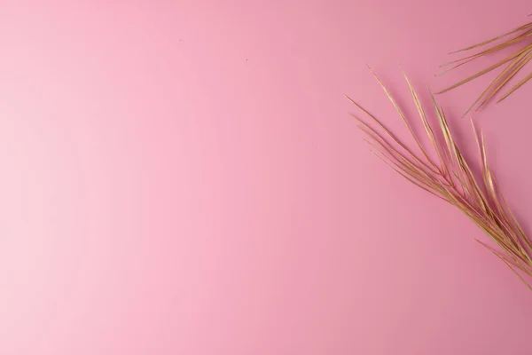 Тропічний Природний Фон Пальмовим Листям Рожевому Плоский Простір Простір Копіювання — стокове фото