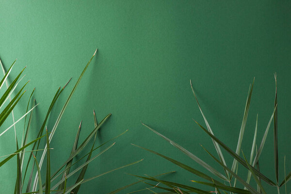 Тропический фон с пальмовым листом на зеленом. Закрыть, скопировать