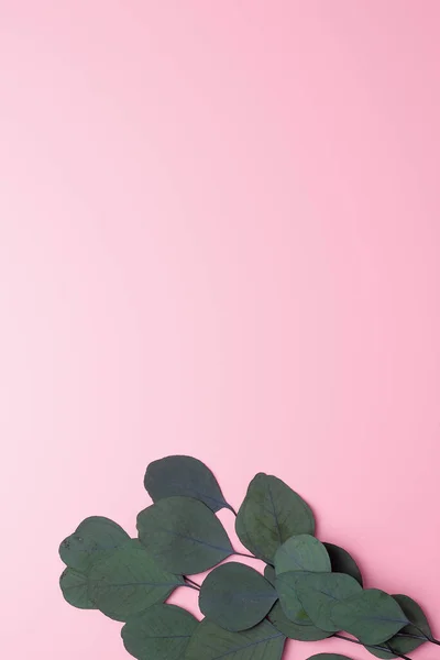 Cosmetic background with eucalyptus natural background on pink. Flat lay, copy space