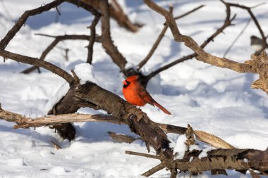 Kızıl Kardinal karların dalında