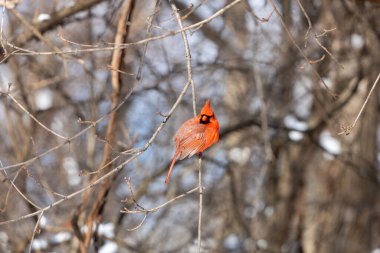 Kızıl Kardinal karların dalında