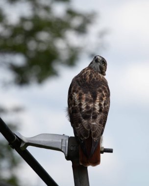 Kızıl kuyruklu şahin tünekte