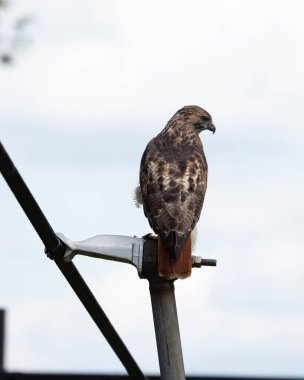 Kızıl kuyruklu şahin tünekte