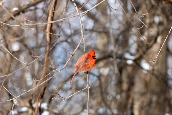 Roter Kardinal Auf Ast Schnee — Stockfoto