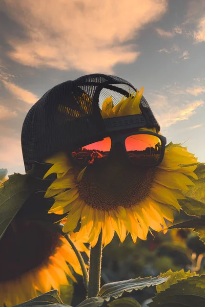 Girassol Com Chapéu Óculos Sol — Fotografia de Stock