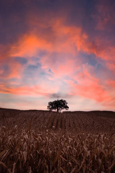 一片玉米地上孤零零的树后面 夕阳西下 — 图库照片