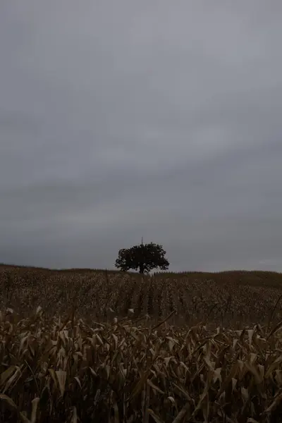 Albero Prestito Campo Aperto Con Cieli Grigi — Foto Stock