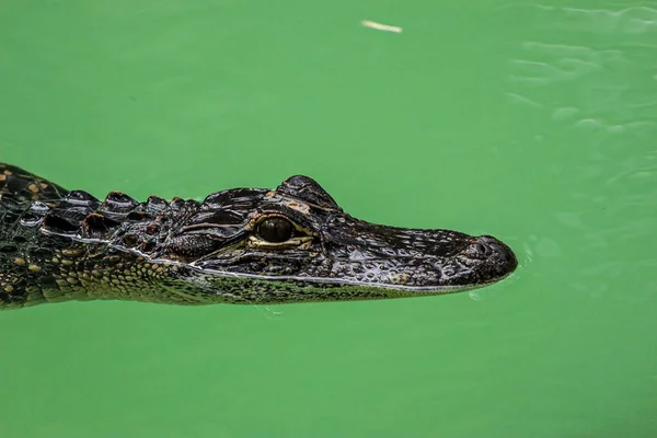 Small American Alligator Water — Stock Photo, Image