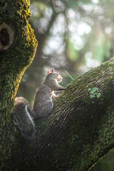 Harmaa Orava Istuu Oksalla Pähkinän Kanssa — kuvapankkivalokuva