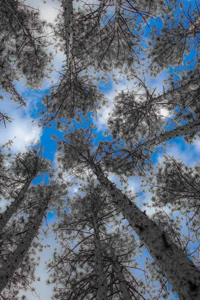 Mavi Arka Planı Olan Uzun Ağaçlar — Stok fotoğraf