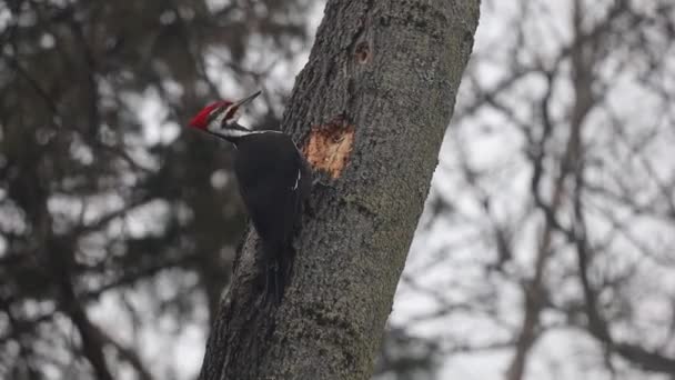 Pileated Woodpecker Ramificação Procura Alimentos — Vídeo de Stock