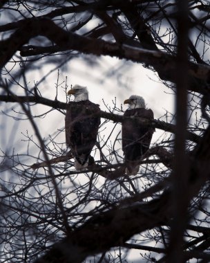Two bald eagles perched on branch