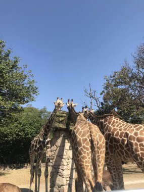 Las jirafas dando la espalda 