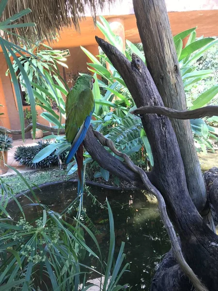 Guacamayo Dando Espalda Cmara — Stock fotografie