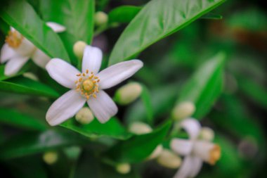 Baharda narenciye ağacını süsleyen yeşil portakal yapraklı portakal çiçekleri. Yakın plan arkaplanda güzel yazdırma.