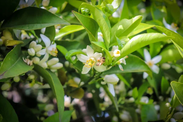 蜜蜂缠绕着橙花 树枝上的橙花开了新芽 — 图库照片