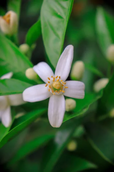 Fiori Arancio Con Foglie Arancio Verde Che Decorano Albero Degli — Foto Stock