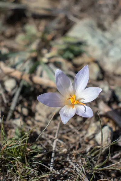 Crocus çiçeği. Sonbaharda açan yalnız, mor bir çiçek..