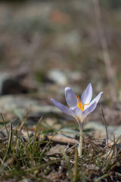 Crocus çiçeği. Sonbaharda açan yalnız, mor bir çiçek..