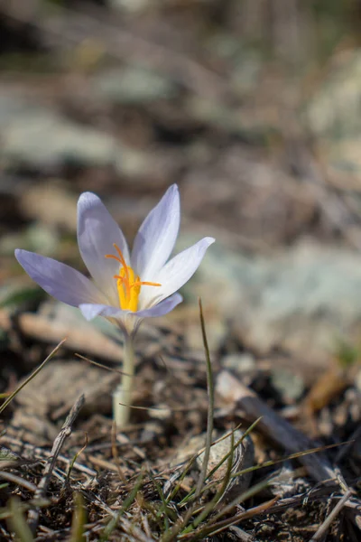 Crocus çiçeği. Sonbaharda açan yalnız, mor bir çiçek..