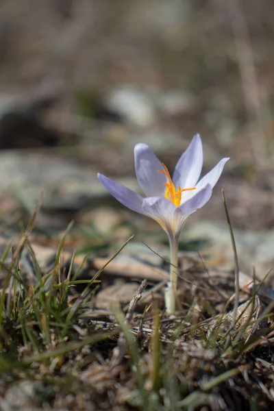 Crocus çiçeği. Sonbaharda açan yalnız, mor bir çiçek..