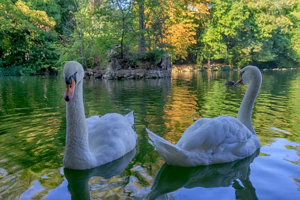 Beautiful White Swans Lake — Stock Photo, Image