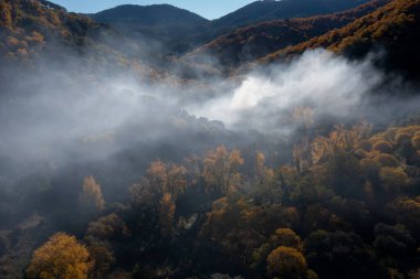Endülüs 'teki Genal Vadisi' ndeki bakır ormanının hava görüntüsü.