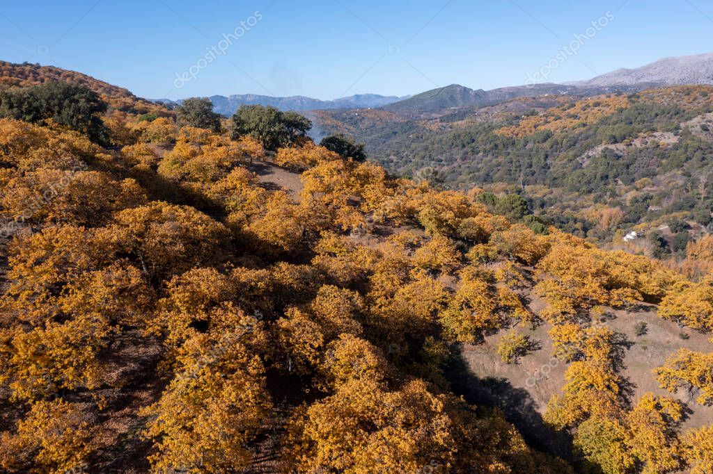 vista aérea del bosque de cobre en el Valle del Genal, Andalucía 2023
