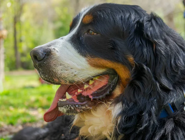 Bir berner 'ın güzel yüzü