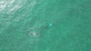 Denizde avlanan bir grup yunusun görüntüsü