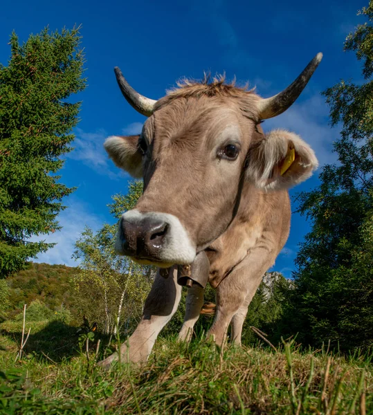 Tehénlegeltetés Hegyekben — Stock Fotó