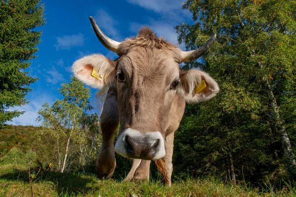 Vaca Pastando Las Montañas —  Fotos de Stock