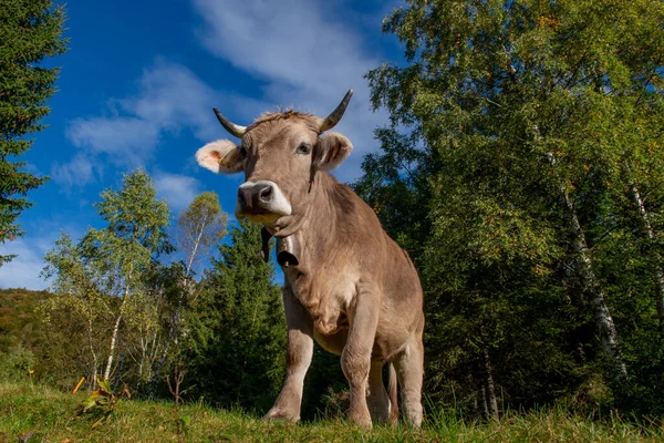 Vaca Pastando Las Montañas —  Fotos de Stock