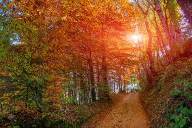 Sonbaharda renkli ağaçlar arasında yol