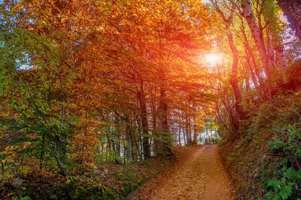 Road Colorful Trees Autumn — Stock Photo, Image