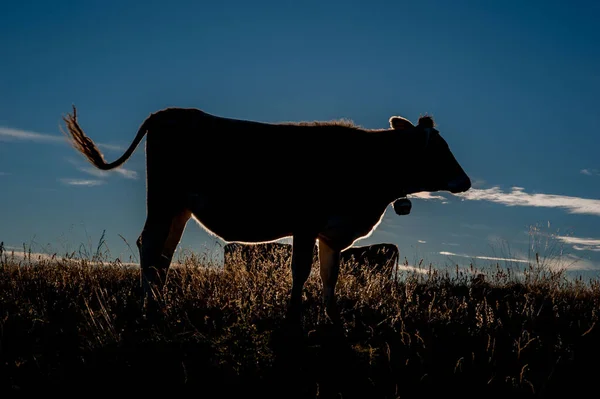 Cows Grazing Mountain Pasture Sunset —  Fotos de Stock